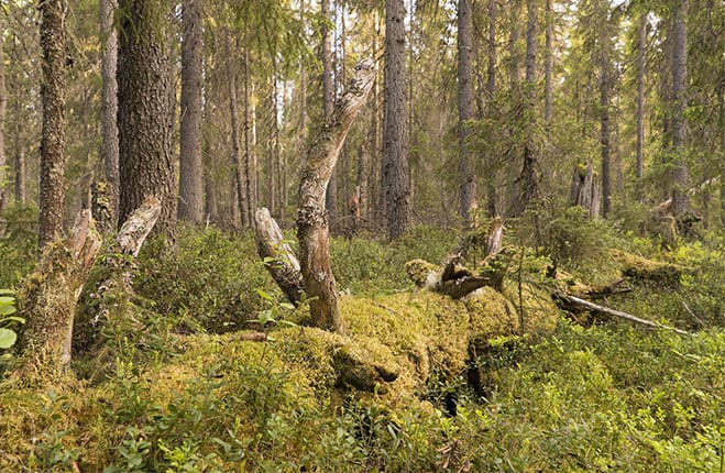 Foresta Dvinsky 1 Russia Greenpeace (2)